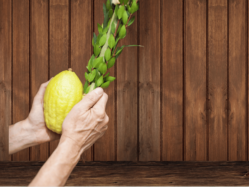 Buy your own Lulav and Etrog Set